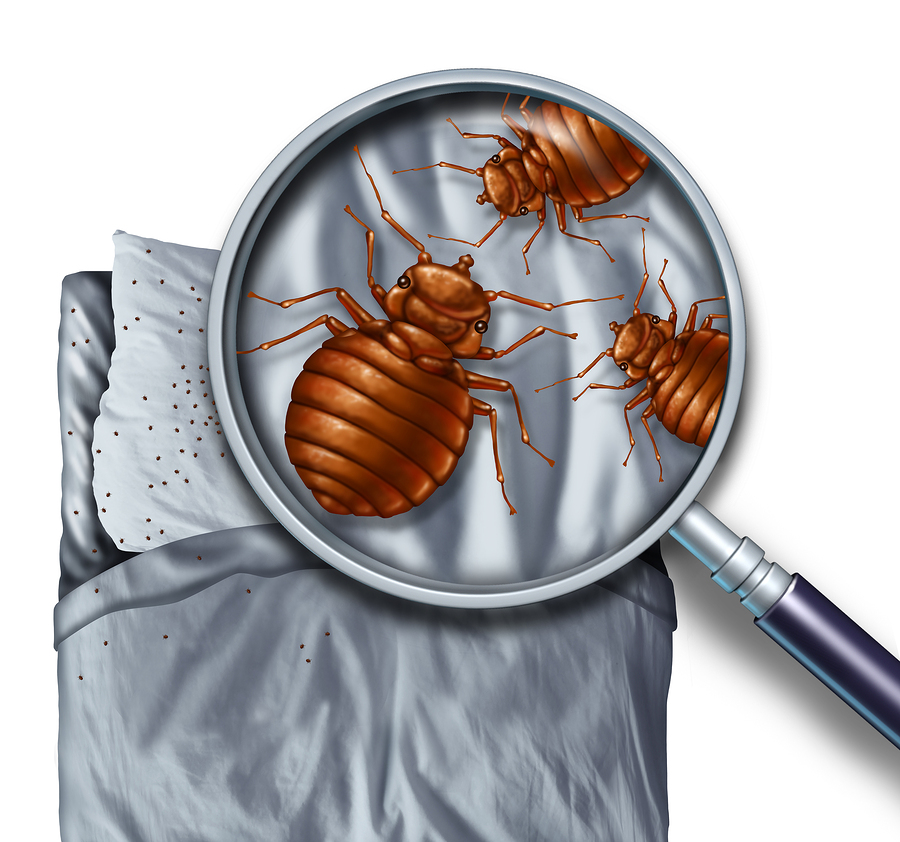 Commercial Pest Control Services: Maintaining Cleanliness and Productivity in Your Business